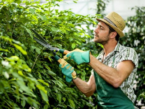 Garden maintenance work with lawn and hedge care in Kensal Green