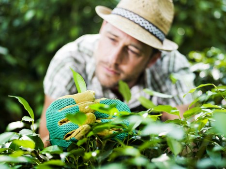 Payment and scheduling terms for a garden maintenance service