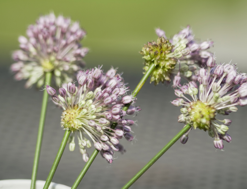 garden design Garden