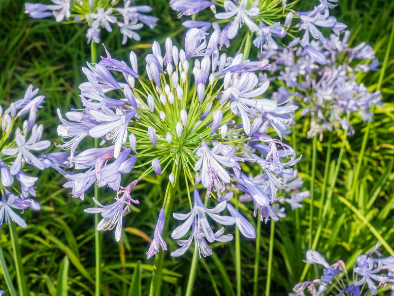 garden design landscape design